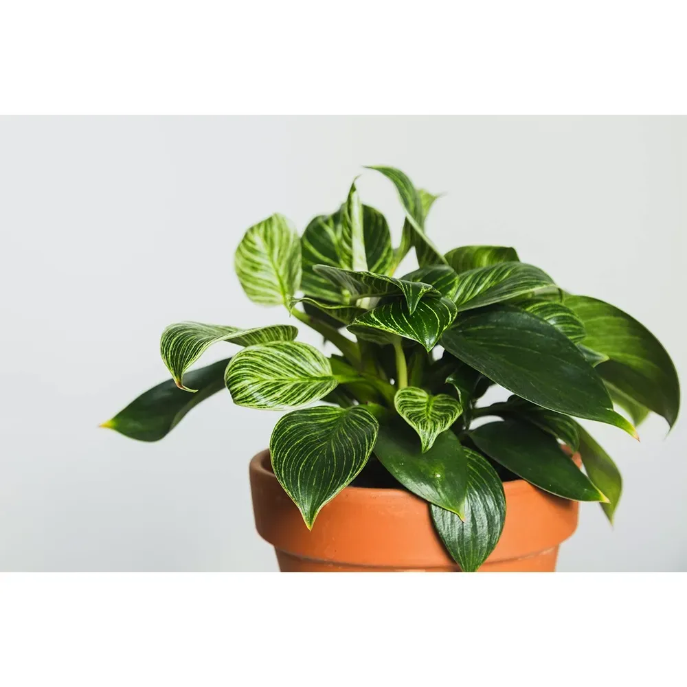 habanero chilli plant Habanero Orange Potted Plant  True North Peppers